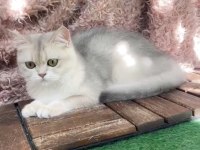 British Shorthair Ay Dişi Kısır Değildir