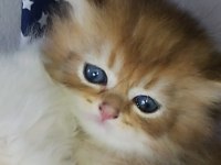 British Shorthair Ve Longhair Golden Ve Point Yavrular