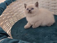British shorthair blue point