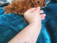 Wc eğitimli 4 aylık 500 gr micro tea cup poodle