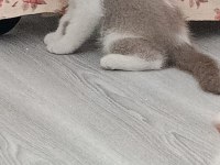 BRİTİSH BİCOLOR GÜZEL KIZIMIZ