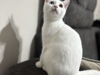 4 Aylık British Shorthair ODD EYE