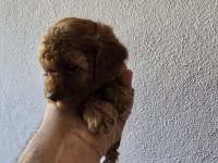 Yavru top poodle sağlık ve ırk garantilidir