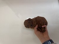 Kore kan red dark Brown toy Poodle bebekler