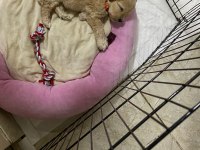 2 Aylık Maltipoo bütün malzemeleri ile birlikte