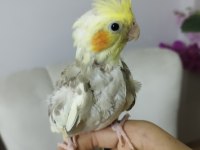 Ele alışık evcil sultan papağanı yavruları 1.5 2aylık