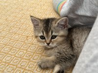 4 aylık black golden kalite british shorthair
