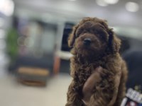 Red Brown Toy Poodle @petclubadanaa
