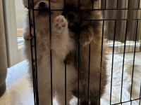 Yavru Pomeranian Boo