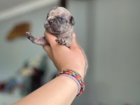 Egzotik french bulldog bebeklerimiz