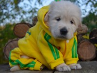 Golden Retriever Gelip Görerek Alabilirsiniz
