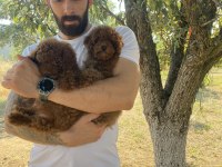 KORE DARK BROWN TOY PODDLE BEBEKLER