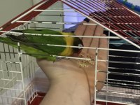Temiz sağlıklı yavru cennet papağanı