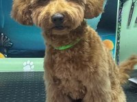 Toy Poodle Erkek 5 Aylık