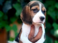 Beagle yavrularımız safkan bebişler
