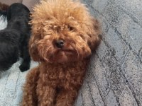 Sağlık ve kilo garantili kore poodle yavrularımız