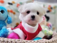 Şecereli Teacup Kore Kanı Dişi Maltese Yavrumuz