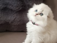 2 yaşında ücretsiz sahiplendirme kedimiz