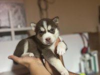 HARİKA HUSKY KÖPEKLER