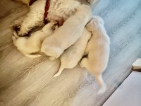 Beyaz meleklerim terrier maltese