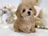 Maltipoo Safkan