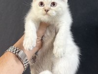 23.04.2025 doğumlu british shorthair bebekler