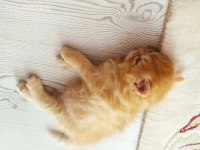 Chinchilla kedisi 1 aylık