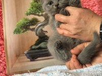 Scottish Fold Minnoşlarım