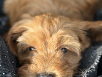 Maltipoo bebek