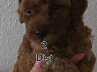 TOY POODLE YAVRULARIMIZA YUVA ARIYORUZ