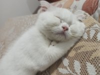 Scottish Fold Dişi Yavrumuz