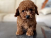 TOY POODLE YAVRU