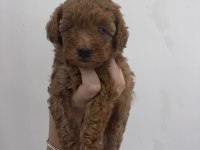 2 erkek bir dışı safkan poodle yavrularımız 45 gunluk