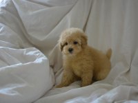 YENİ YIL MALTİPOO BEBEKLERİMİZ