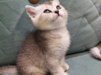 British shorthair silver point yavrular iki aylık