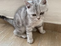 3 AYLIK ERKEK BRITISH SHORTHAIR