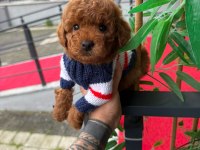 Toy poodle köpekleri