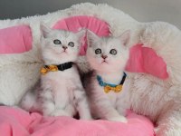 A kalite silver Brıtısh shorthair bebekleirm 