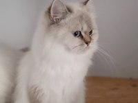 Scottish straight blue point longhair