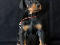 Sizi Kendinizden Bile Koruyan Doberman