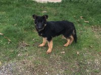 4 aylık safkan erkek alman çoban köpeği