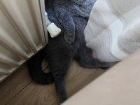 Dişi Kısır Scottish Fold Kızımız Ücretsiz