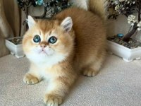 British shorthair golden ny11 kardeş