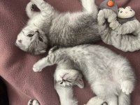 Minik kardeş kediler