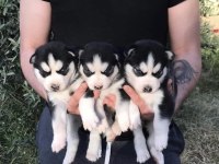 Husky yavrularımız yeni ailesini bekliyor