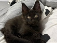 Son Kalan 7 Parmak Erkek Maine Coon