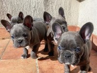 FRENCH BULLDOG YAVRULARI