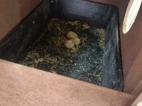 Yumurtalı Albino Takım Sultan Papağanı