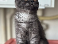 3 aylık erkek british shorthair