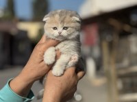 A kalite tricolor dişi scottish fold yavrumuz